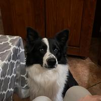 Border collie da monta