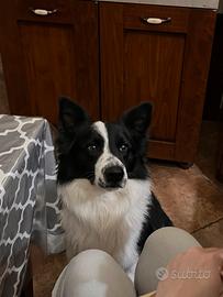 Border collie da monta