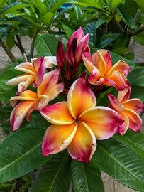 Plumeria rubra ‘Jackie JJ’