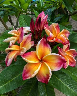 Plumeria rubra ‘Jackie JJ’