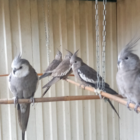 Pappagallini Calopsiti