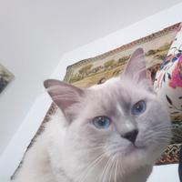 Ragdoll con pedegree disponibile per monta