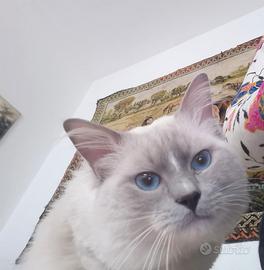 Ragdoll con pedegree disponibile per monta