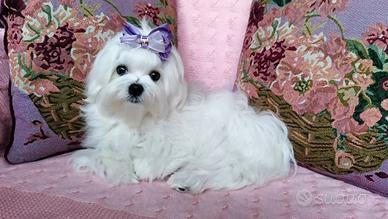 Cucciolo MALTESE con pedigree