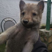 Cane lupo cecoslovacco