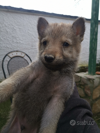 Cane lupo cecoslovacco