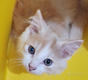 Gattino mix highland scottish ( test pkd)