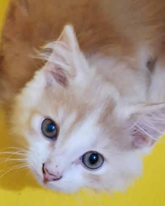 Gattino mix highland scottish ( test pkd)