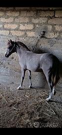 Pony welsh