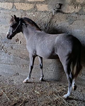 Pony welsh
