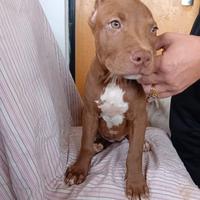 Cuccioli Pitbull