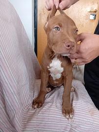 Cuccioli Pitbull