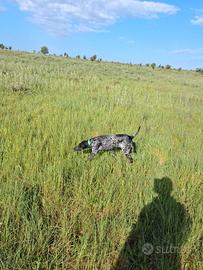 Cucciolone bracco tedesco
