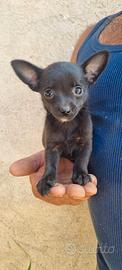 Cuccioli piccola taglia