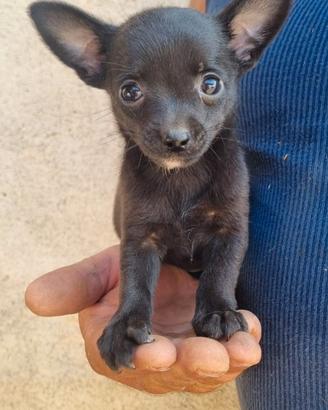 Cuccioli piccola taglia