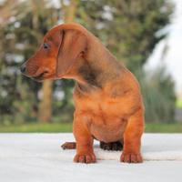 Cucciolo di Bassotto Fulvo