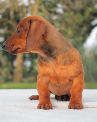 Cucciolo di Bassotto Fulvo