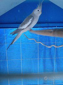 Voliera + calopsite giovane grigia