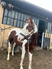 Quarter horses