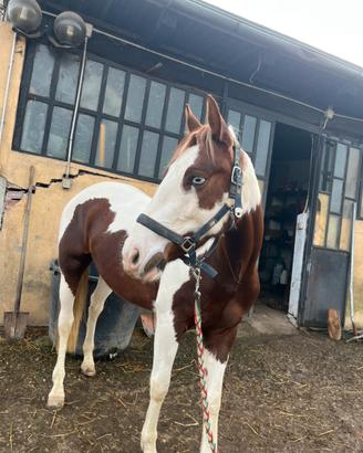 Quarter horses