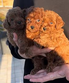 Barboncini mini mini toy