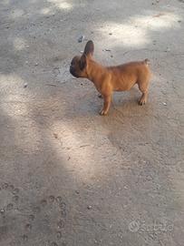 Bulldog femmina