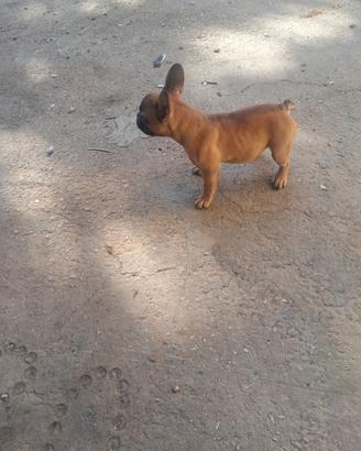 Bulldog femmina