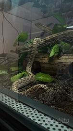 Serpente nasicus con teca
