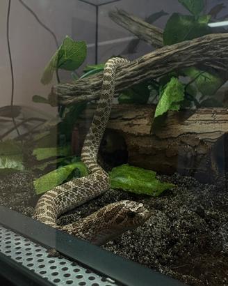 Serpente nasicus con teca