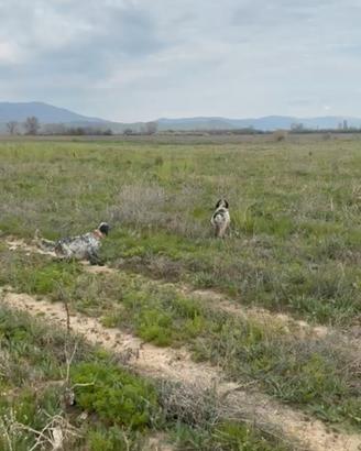 Setter inglese