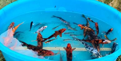 Carpe koi