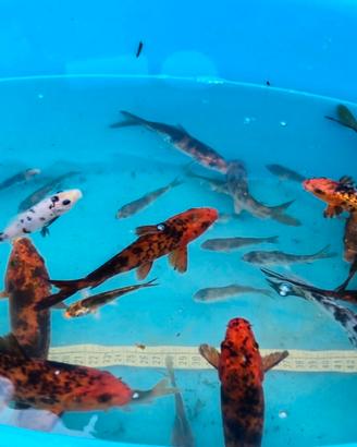 Carpe koi