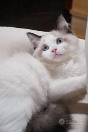 Ragdoll maschio con pedigree di 4 mesi