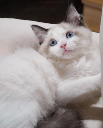 Ragdoll maschio con pedigree di 4 mesi