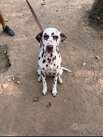 Dalmata