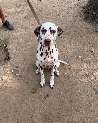 Dalmata