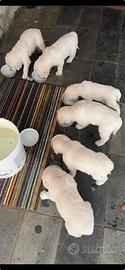 Cuccioli di golden retriever a malto bianco
