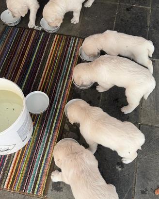 Cuccioli di golden retriever a malto bianco