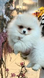 Pomerania linee americane femmina