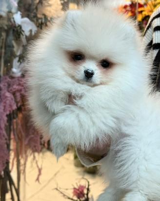 Pomerania linee americane femmina