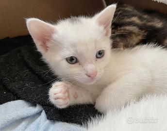 Gattini