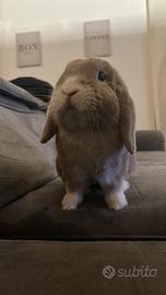 Coniglio