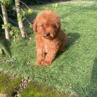 Barboncino Toy Albicocca Intenso maschio