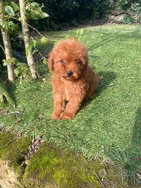 Barboncino Toy Albicocca Intenso maschio