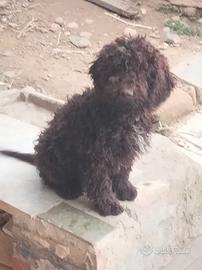 Cucciola Lagotto romagnolo