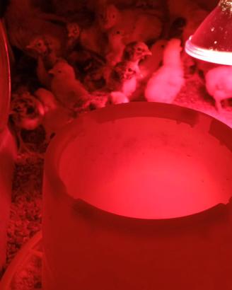 Pulcini Wyandotte faverolles orpington tacchini