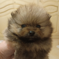 Spitz nano con pedigree