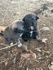 Cuccioli pastore del Caucaso