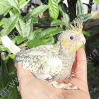 Calopsite allevate a mano