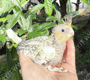 Calopsite allevate a mano